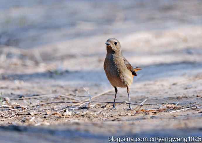 北京天坛公园的鸟类——雌性北红尾鸲（7）