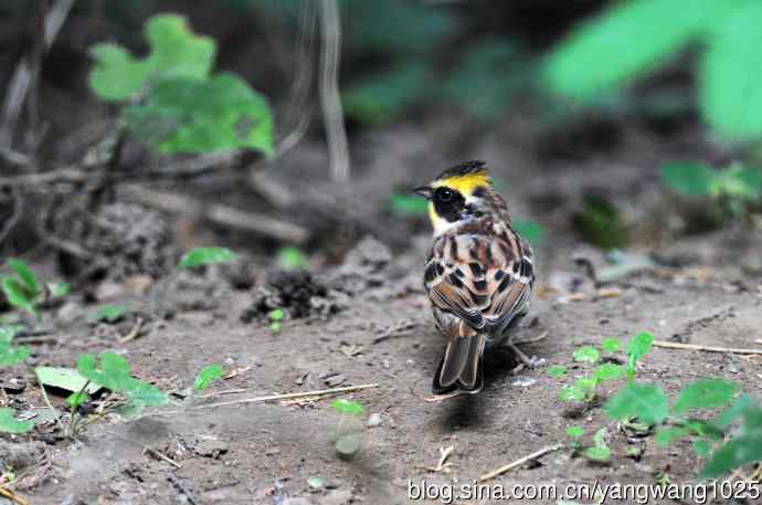 雄性黄喉鹀（3）