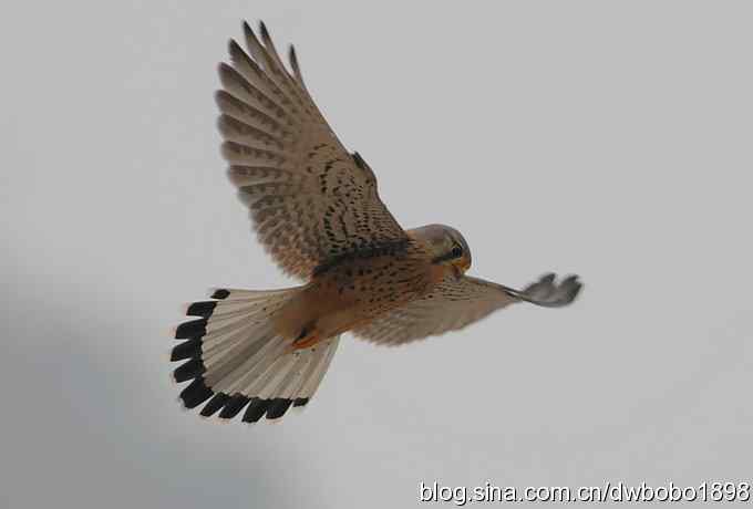 鸟友再聚白河湾 鸟友再聚白河湾