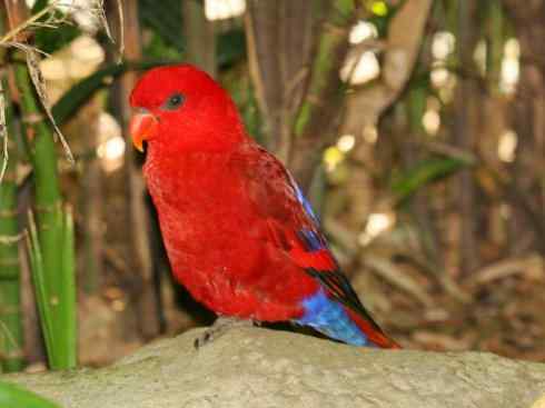 极品红色鸟类：红色吸蜜鹦鹉