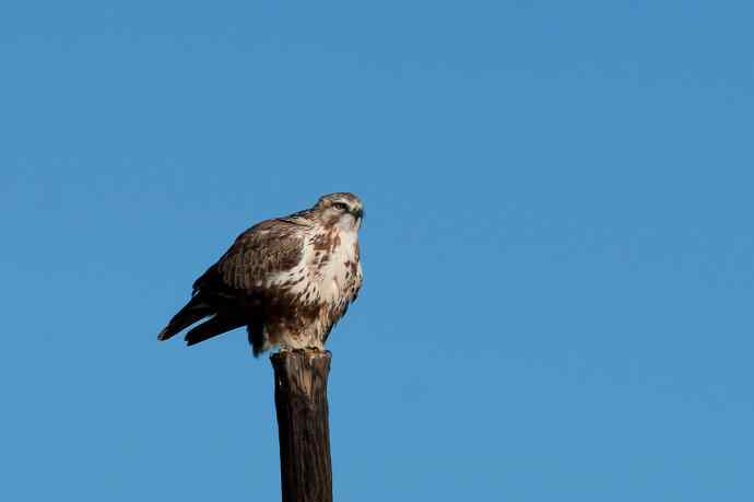 大鵟起飞 大鵟起飞