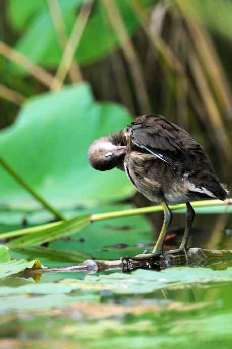 黑水鸡（亚成）