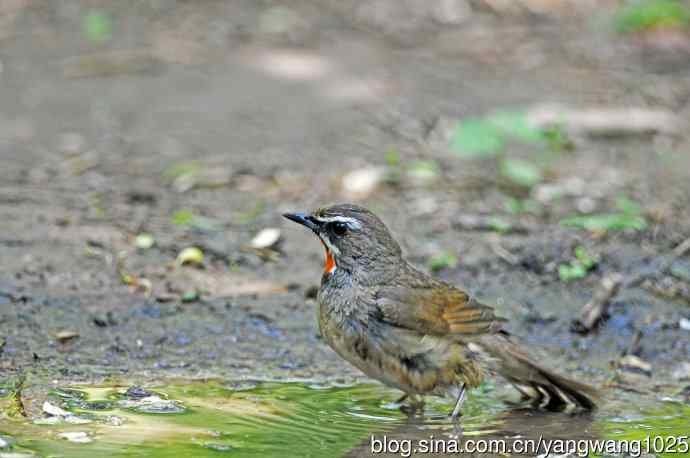 红喉歌鸲(10) 红喉歌鸲(10)
