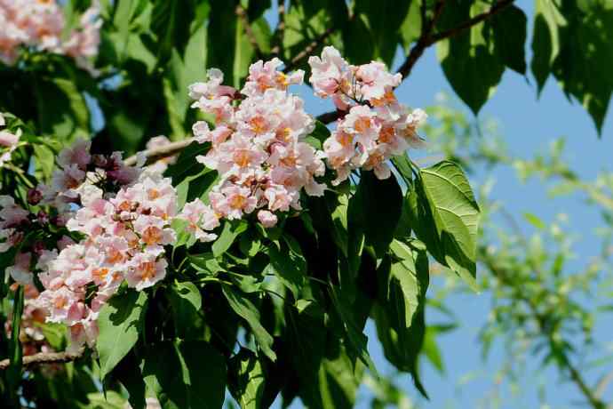 【新鸟】守株待鸟 wbr记录黑喉噪鹛