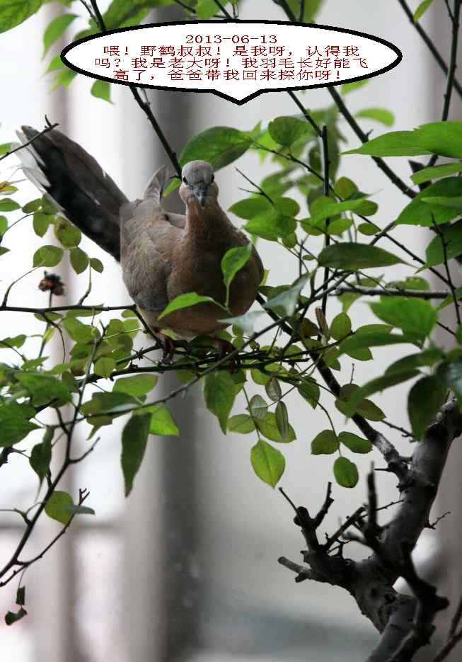 人鸟情未了-闹市十五楼珠颈斑鸠育儿记