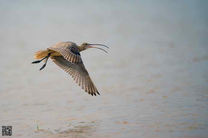 一组野鸭湖的鸻(heng)鹬(yu)类鸟