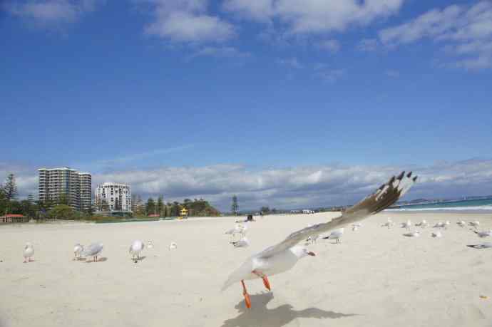 澳洲拍鸟鈥斺敶蚶α料啵1）