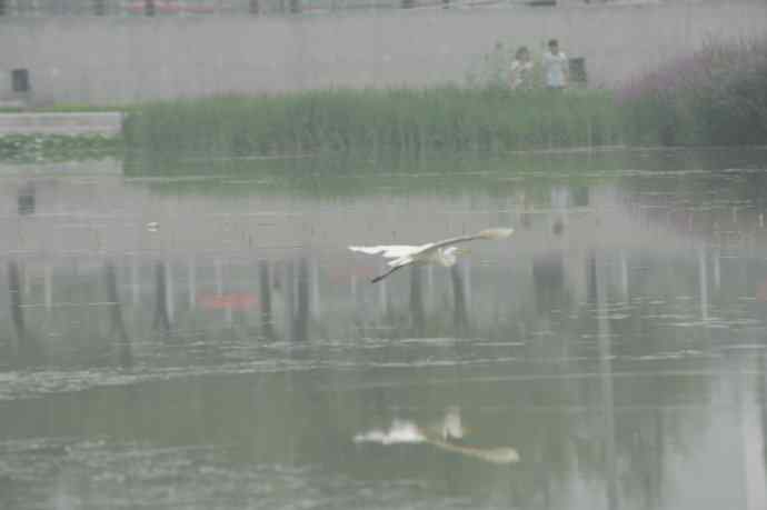 再拍黑水鸡（纪实）1