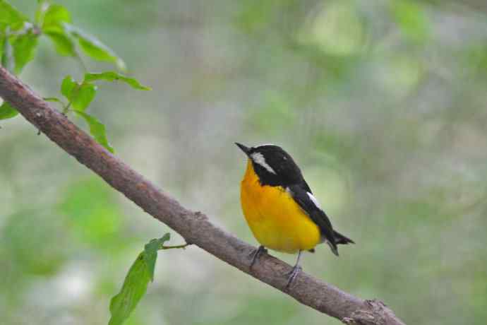 雄性白眉姬鹟（16）