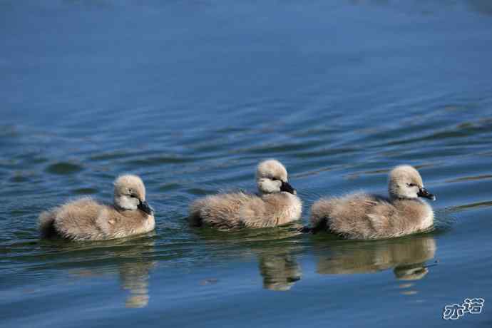 大年初四  天鹅戏水