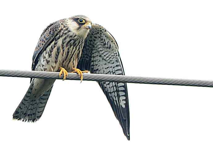 偶遇电线版黄爪隼（附议）