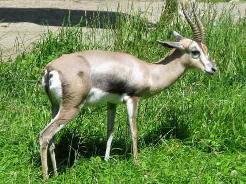 麒麟：传说的兽原型探秘（鹿羚）