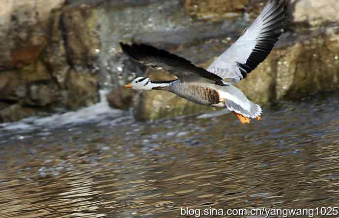 舞(斑头雁)1 舞(斑头雁)1