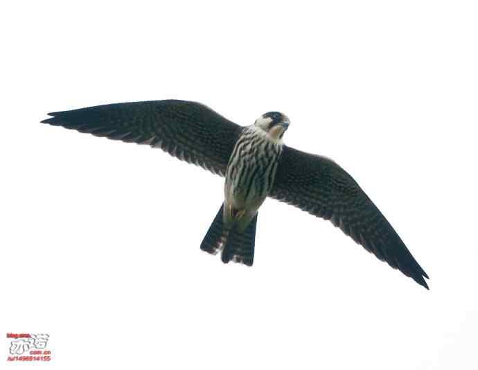 北京西山&nbsp;wbr路&nbsp;wbr金秋观猛