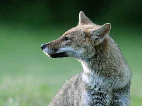 犬科：狐亚科伪狐属之高地狐、河狐、秘鲁狐