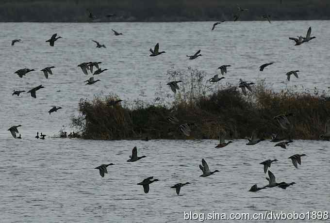 初冬沙河 wbr寒鸦满天