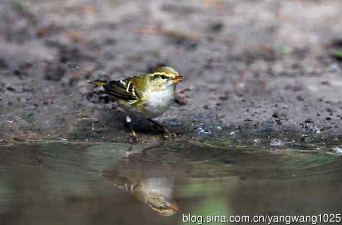 黄眉柳莺（20）