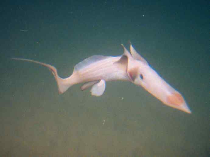 鱼类活化石：长吻银鲛