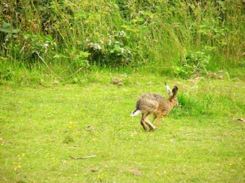 动物世界：山寨还是原创之十四