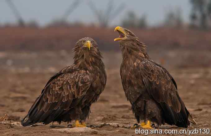 哥俩好鈥斺敽５裥值埽ㄗ橥迹11张图片）