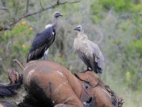 鸟类之最:大秃鹫