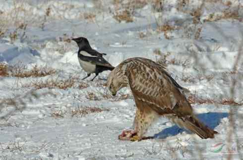 [组图]毛脚鵟与喜鹊
