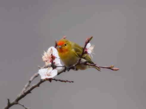 十大鸟类建筑师之二（织布鸟、维达雀）