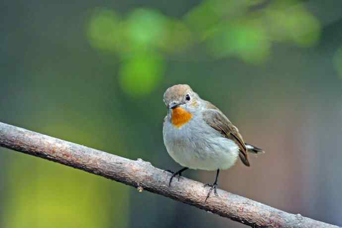 雄性红喉姬鹟（9）