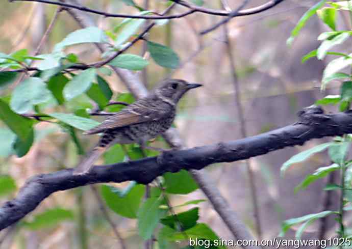 白喉矶鸫（记录版）