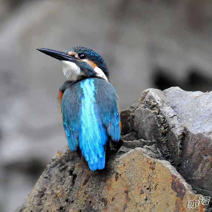 圆明园&nbsp;wbr路&nbsp;wbr雨天的小翠