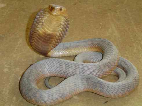 龙:传说的兽原型探秘(眼睛蛇类) 龙:传说的兽原型探秘(眼睛蛇类)