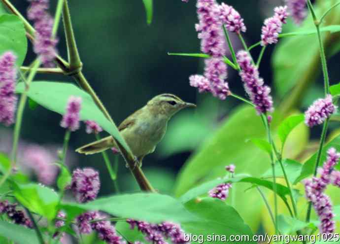 今秋第一次拍侯鸟儿（黑眉苇莺）