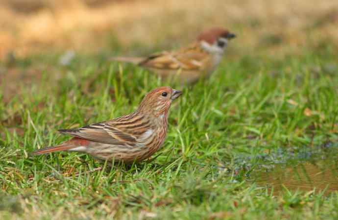 靠山红呀靠山红