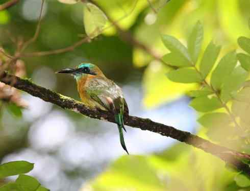 绝色攀禽：佛法僧目之翠鴗2