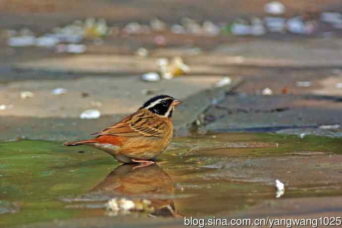 雄性白眉鹀(1) 雄性白眉鹀(1)