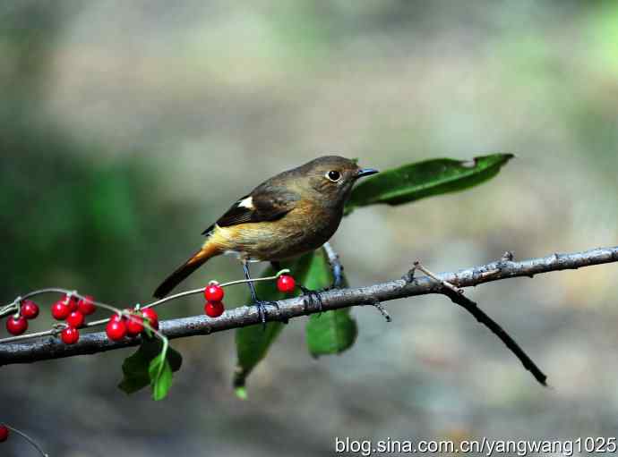 雌性北红尾鸲(4) 雌性北红尾鸲(4)