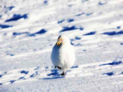 奇特的盔：白鞘嘴鸥