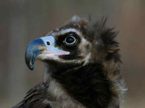 鸟类之最:大秃鹫