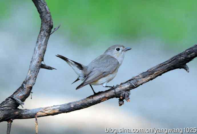 雌性红喉姬鹟(1) 雌性红喉姬鹟(1)