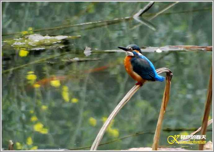 印象翠鸟【照片】