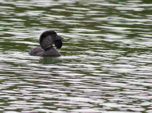 猎奇：十大奇异的雁鸭之四（树鸭、麝鸭）