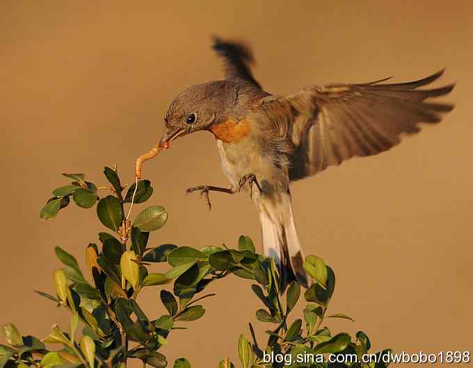 红胸姬鹟温暖的冬日