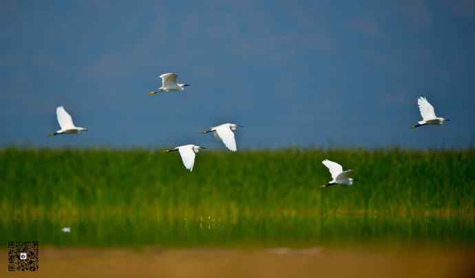 野鸭湖的大白鹭和白鹭