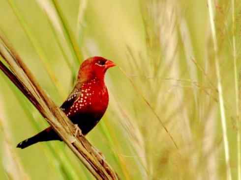 极品红色鸟类：红梅花雀