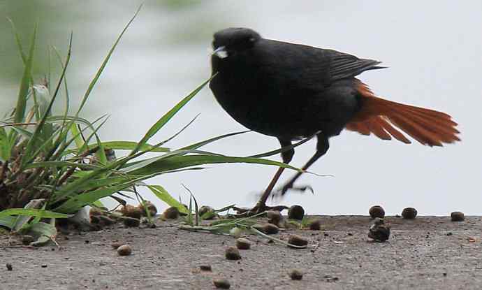 187.浙江缙云仙都农家乐（-）朱潭山鸟图