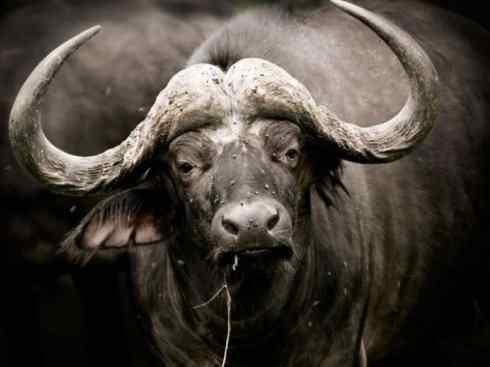 美人鱼：传说的兽原型探秘（海牛）