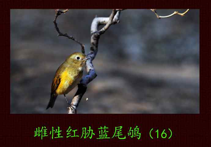 雌性红胁蓝尾鸲（16）