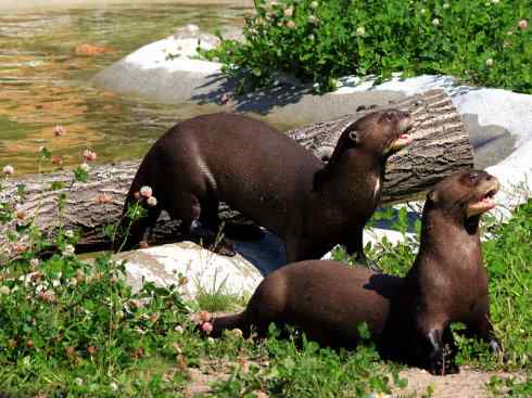 犬科:犬亚科犬属之郊狼、红狼 犬科:犬亚科犬属之郊狼、红狼