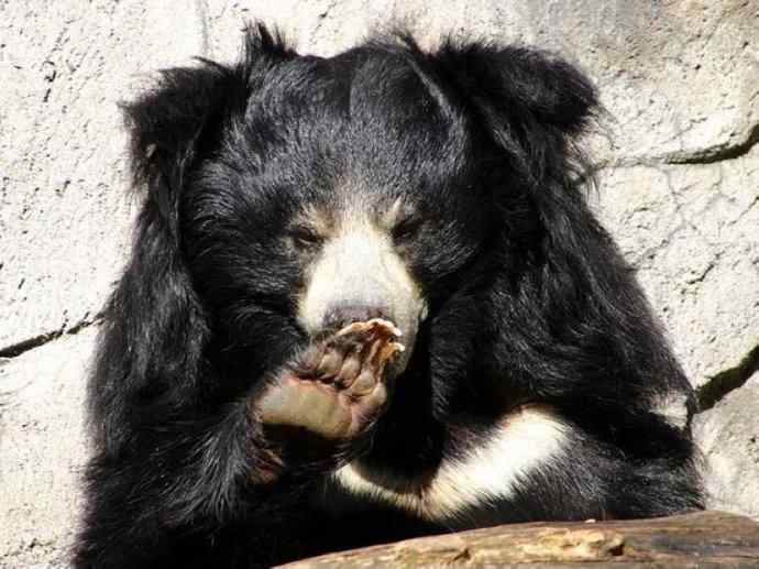 盘点十二大著名食蚁动物：懒熊