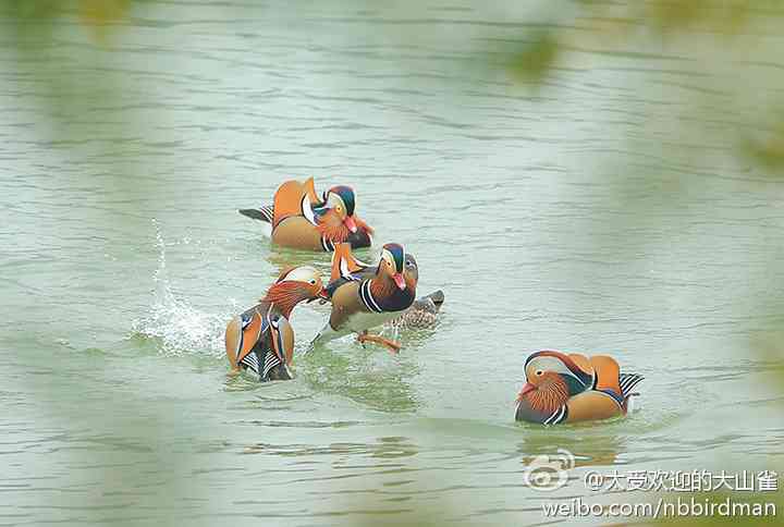 尽日无人看微雨，鸳鸯相对浴红衣